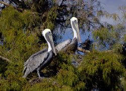 This is typical site on the way to see the manatees. Came... by Ray Eccleston 